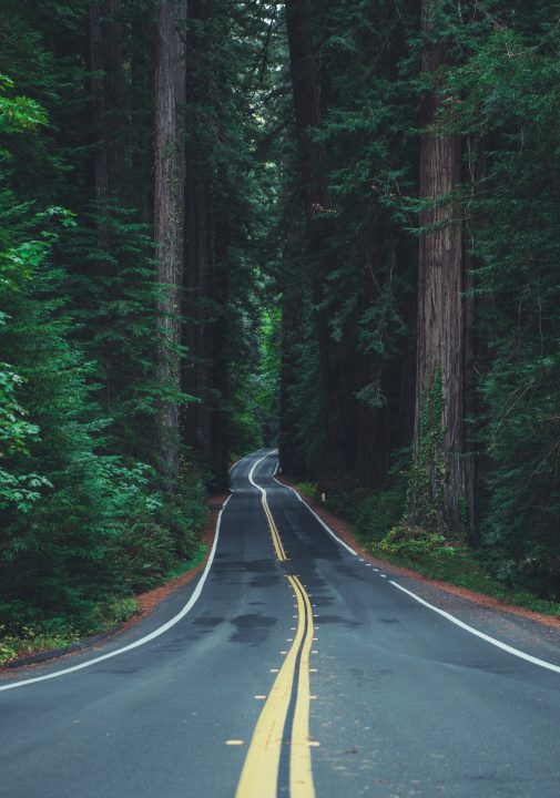 Famous California Redwood Highway