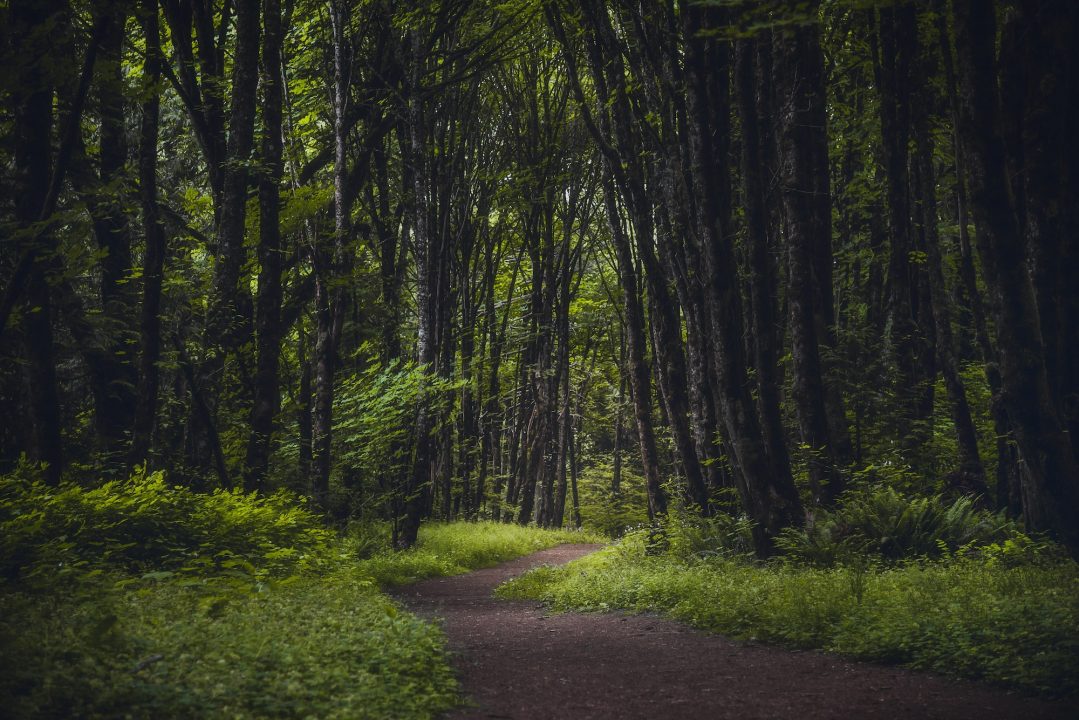 Forest Park, Portland Oregon
