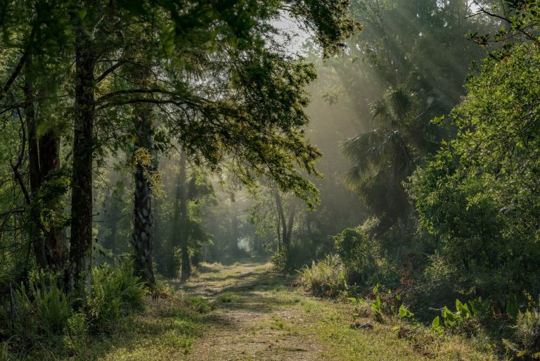 Sunrise in the Everglades in Florida