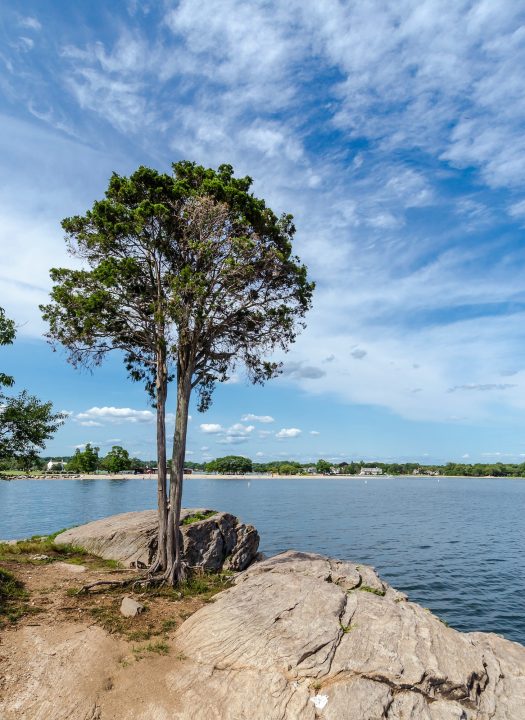 Tree on the coast of Connecticut